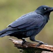 [α Ω] Ravenslayer