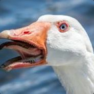 Goose Lips