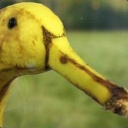 Goose