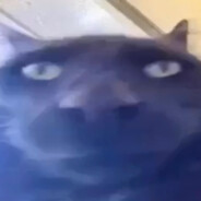 SuspiciousBlackCat