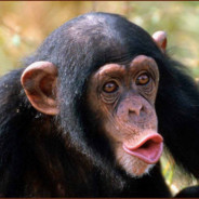 monke