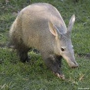 Aardvark04