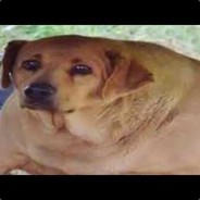 wide dog