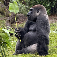 Am APE