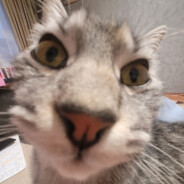 ScourgeNest