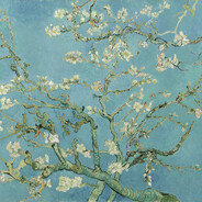 Aenola