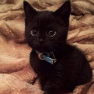 meowmeow