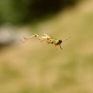 Steam Community :: Group :: The Jumping Bug