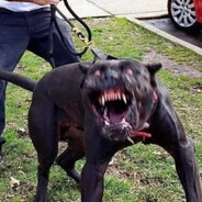 Angry Dog Steam avatar
