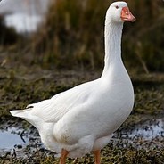 436_alexanderpion