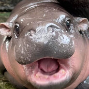 Moo deng