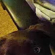 rats