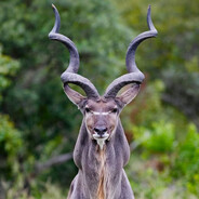 Kudu