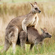 KangaRoux