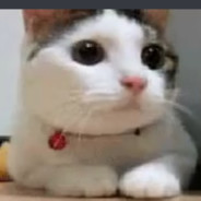 no diyen kedi