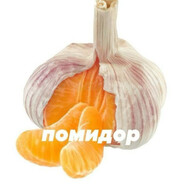 Игорь вишневский