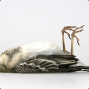 Hector L'oiseau Mort