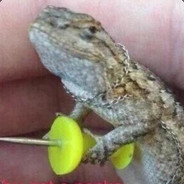 Gecko