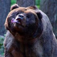 Bjønn