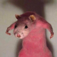 Rat