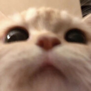 b3zs3nnosc