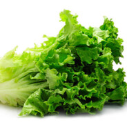 Lettuce End