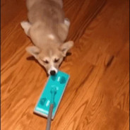 JPG
