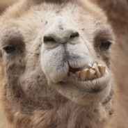 Caamel