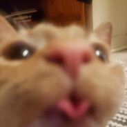 pip