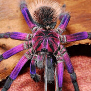 Spooder