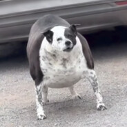 Avatar de shinobichilean