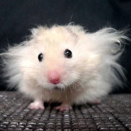 HamsterHuey