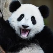 KUTSAL PANDA