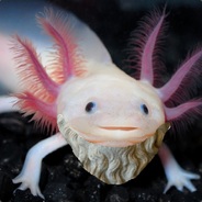 Aristotle Axolotl