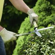 Bush Slayer