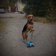 твоятетка