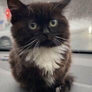 Пепел