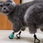 Teuv0