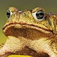 Toad