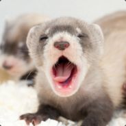ferretfrenzy