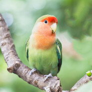 Аватар сообщества Steam