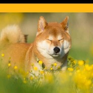 Shiba