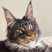 Avatar de la communauté Steam