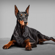 Doberman