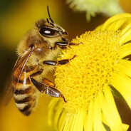 i'm beesexual