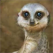 Erdmännchen Willi