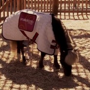 Li'l Sebastian