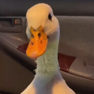 EmiliOscar