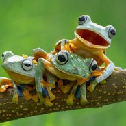 motheroffrogs69