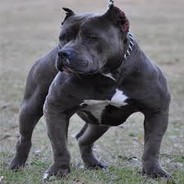 PITBULL